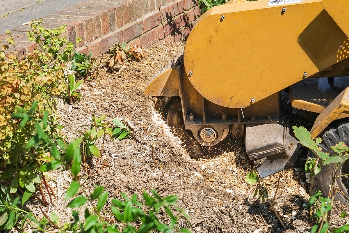 Stump Grinding Tigard, OR Ash Tree Enterprises Tigard & More