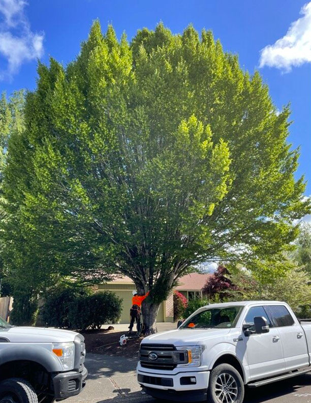 before tree service tigard