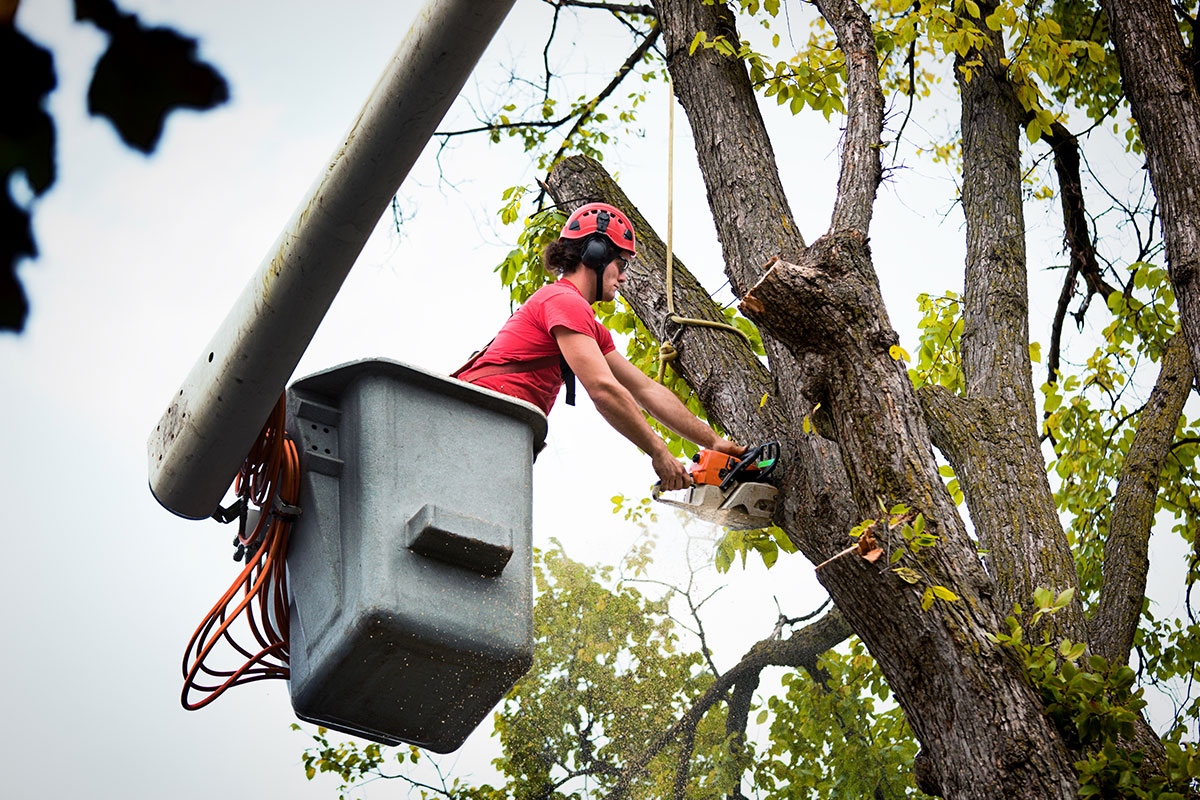 Tree Service Companies In Clearwater