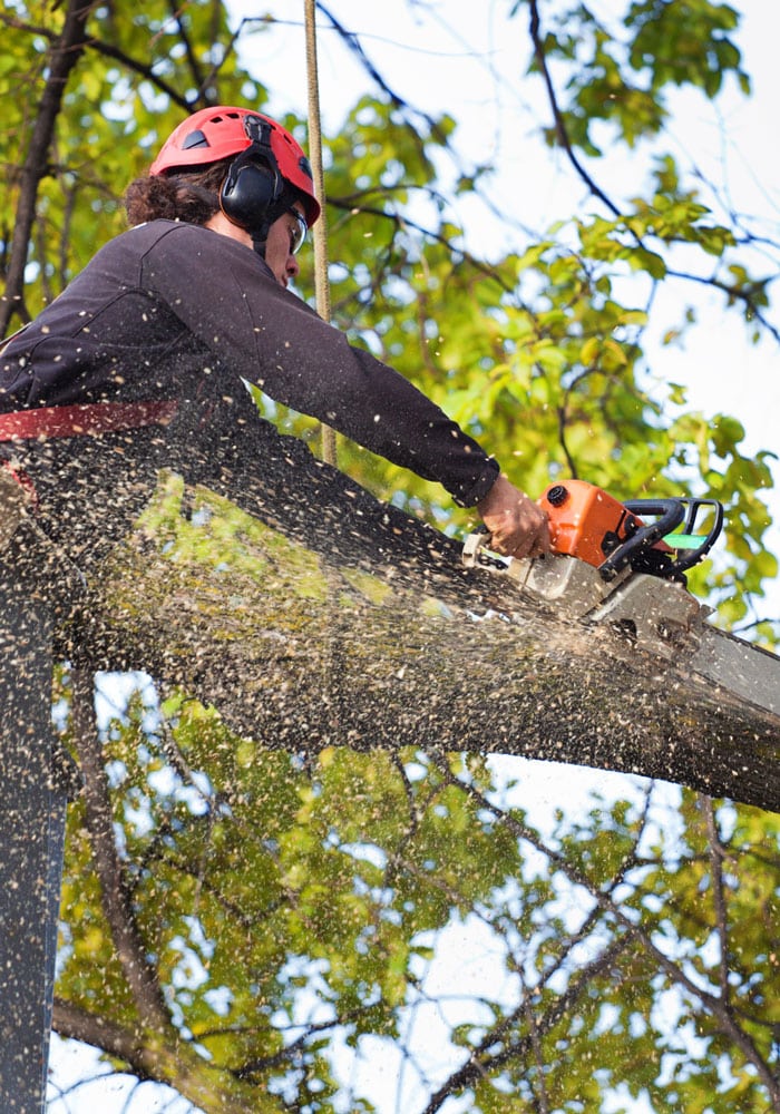 Tree Service Tigard, OR Arborist Sherwood & More