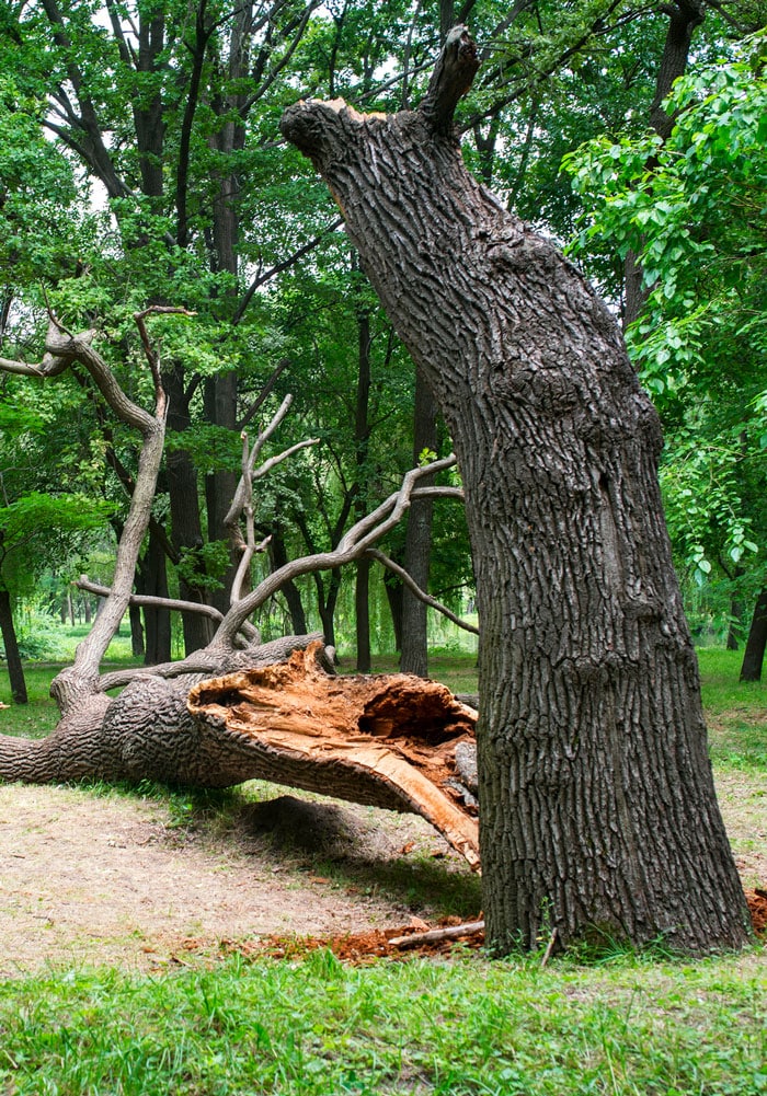 Tree Service Tigard, OR Arborist Sherwood & More