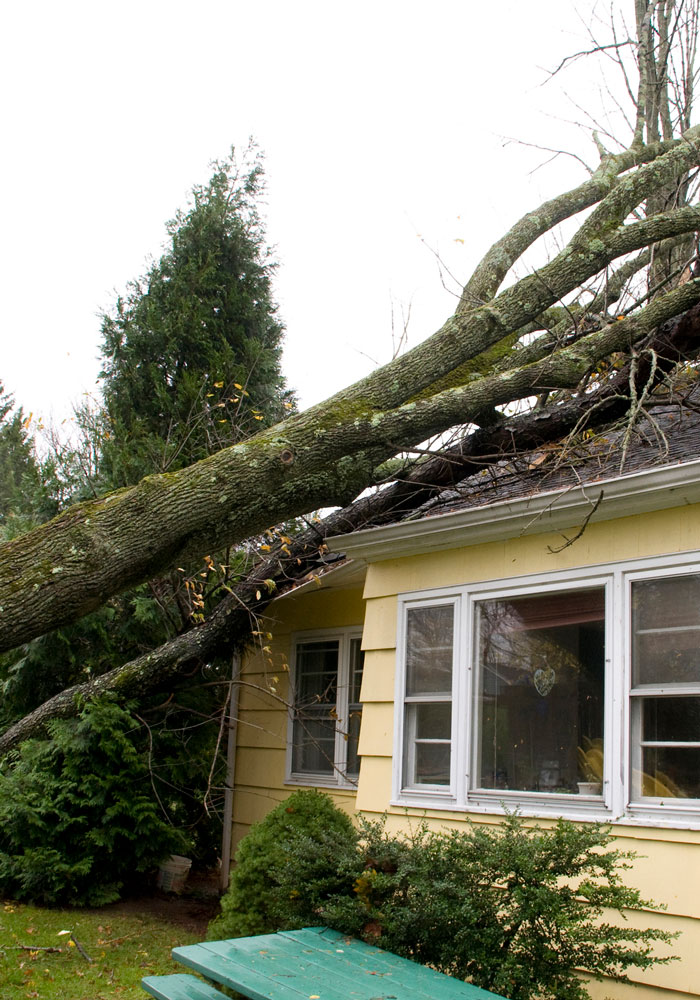 Tree Service Tigard, OR Arborist Sherwood & More