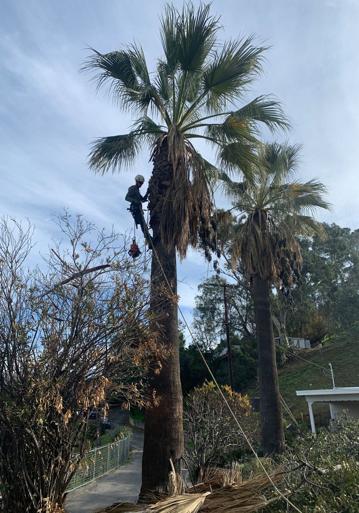 Tree Service Tigard, OR Arborist Sherwood & More