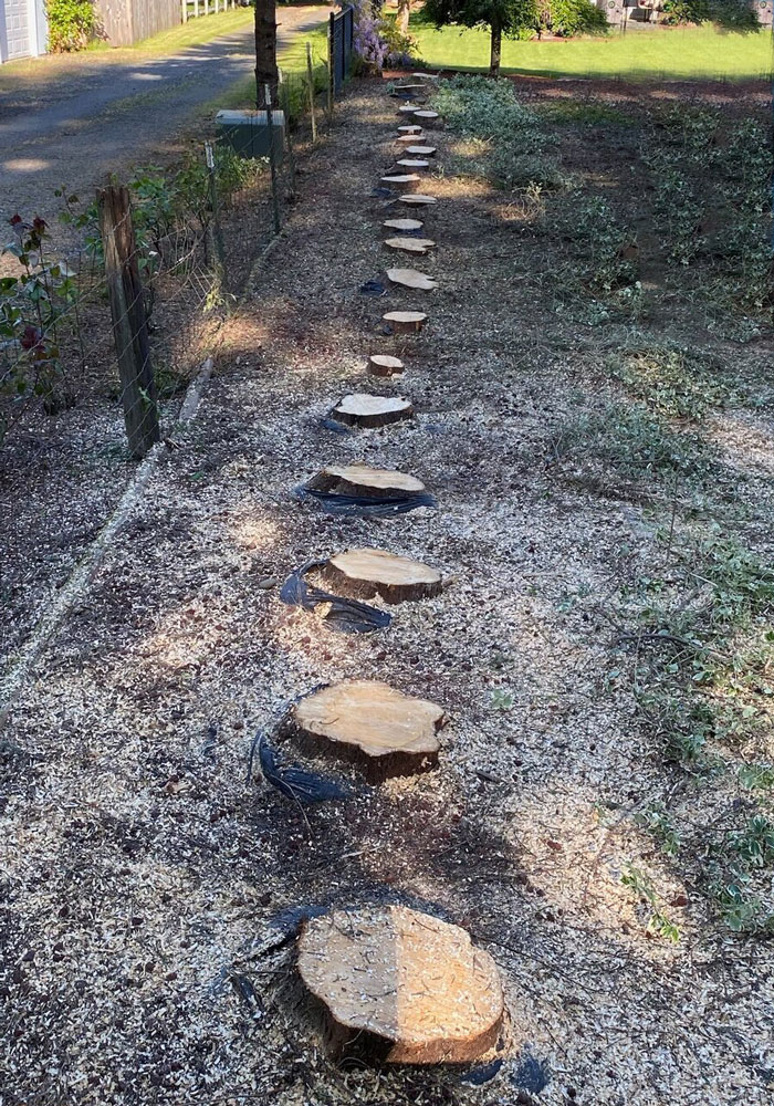 Tree Service Tigard, OR Arborist Sherwood & More