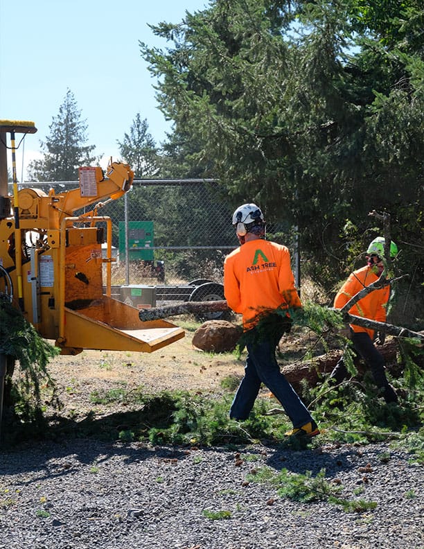 Tree crews safely using a chipper to remove a tree